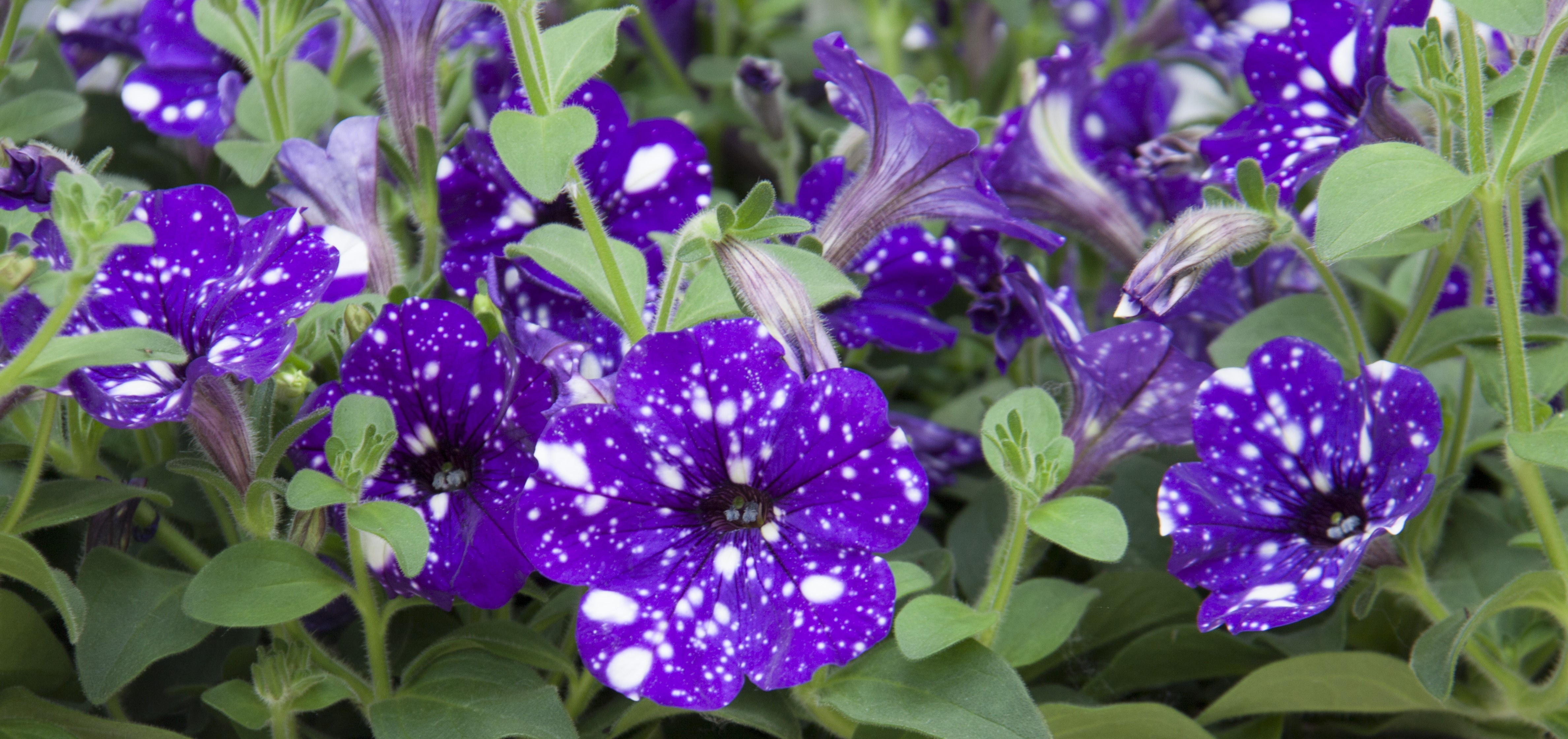 Petunia x NightSky®