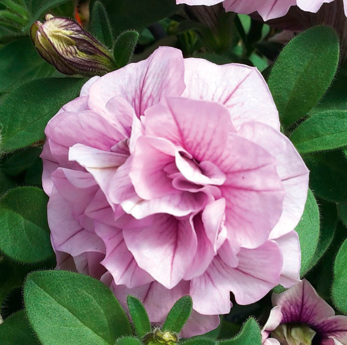 Petunia x SweetSunshine® Pink Purple Vein
