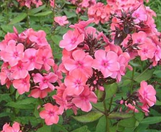 Phlox paniculata Windsor