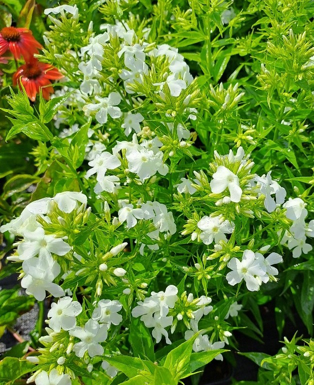 Phlox paniculata Early White