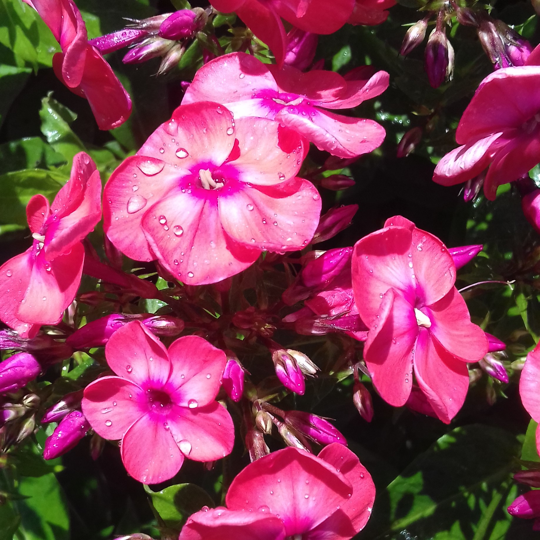 Phlox paniculata Flame Coral