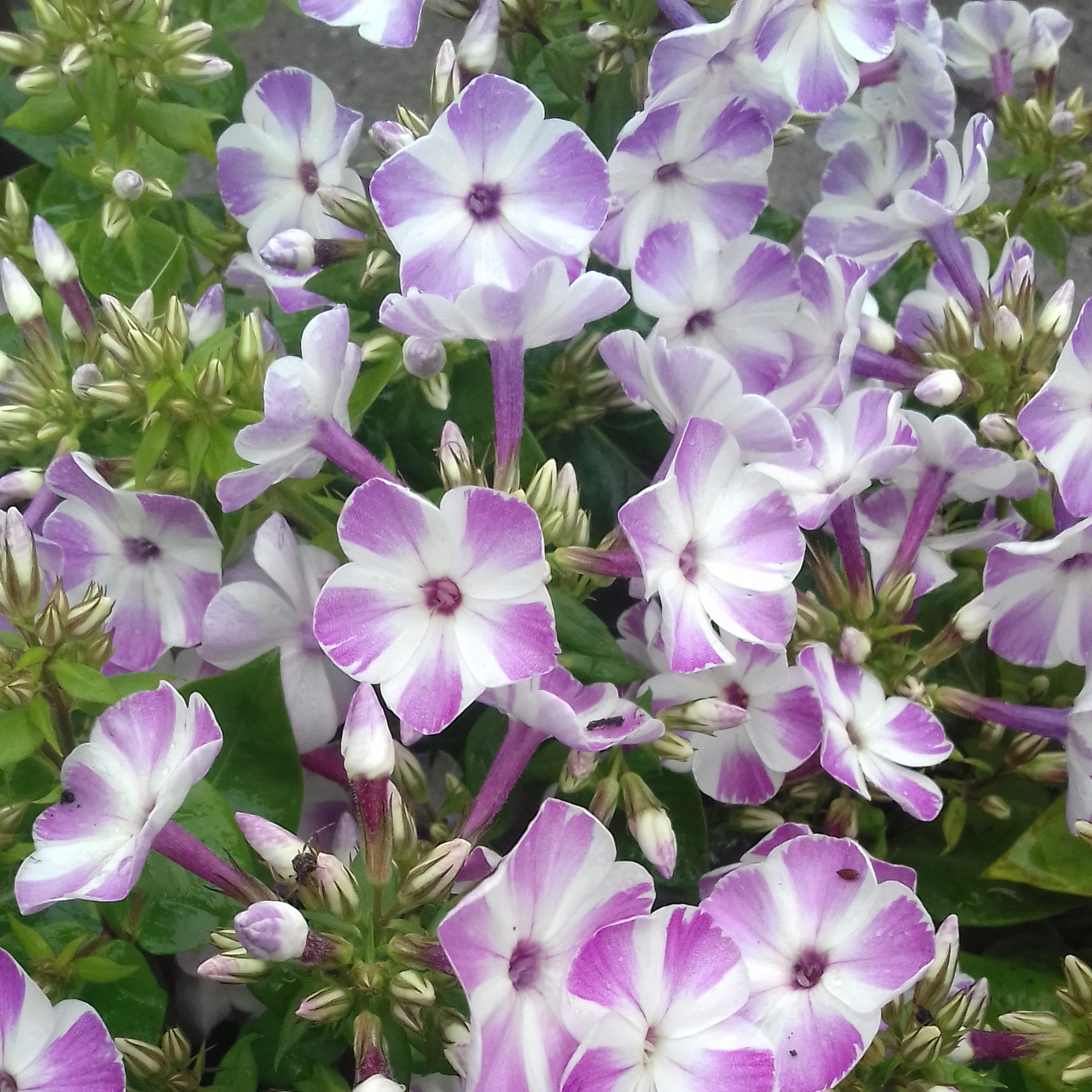 Phlox paniculata Flame Lilac Star