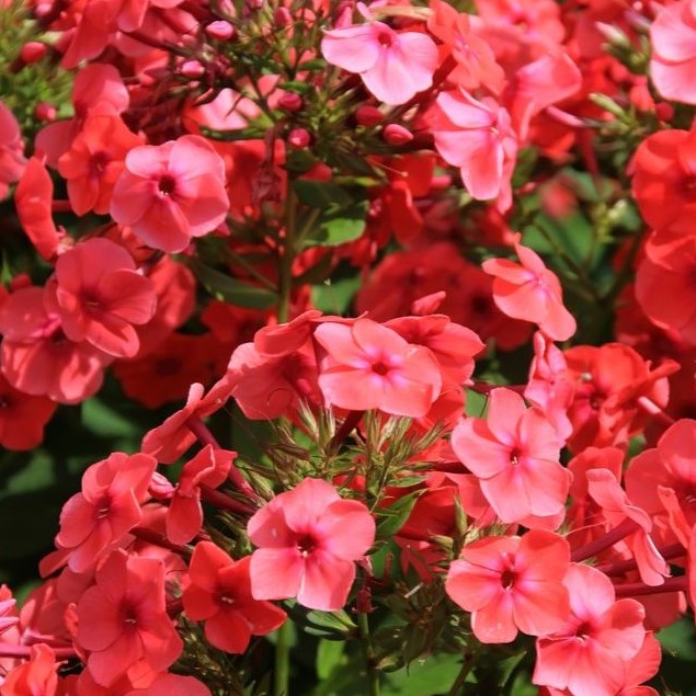 Phlox paniculata Flame Watermelon