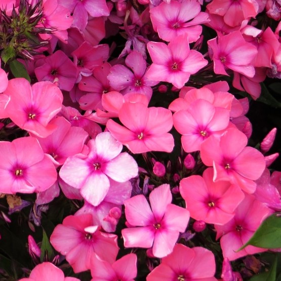 Phlox paniculata Flatscreen Orange Rose