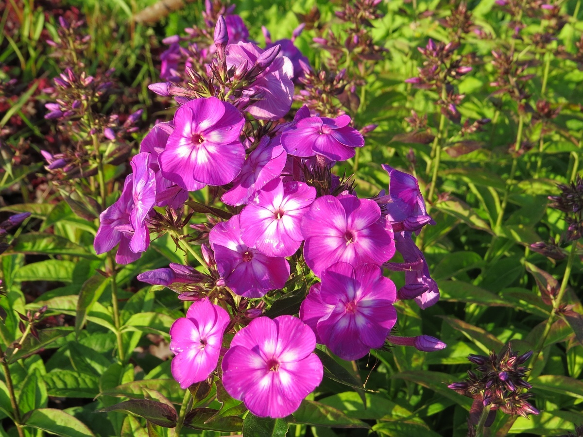 Phlox paniculata Purple Kiss