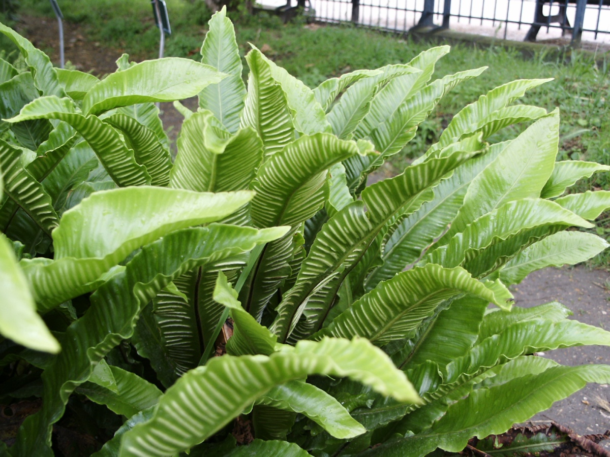 Phyllitis scolopendrium