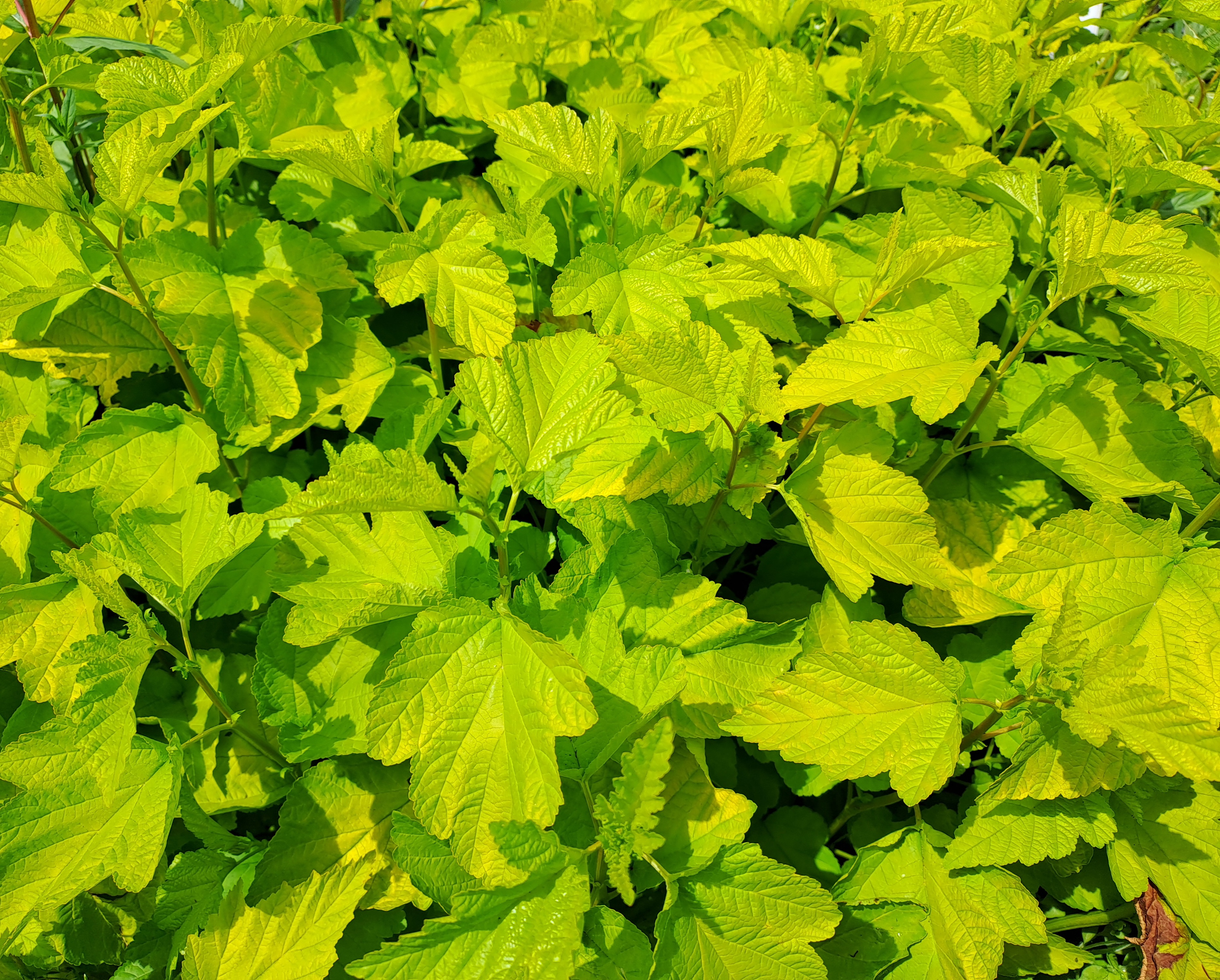 Physocarpus opulifolius Gold Nugget