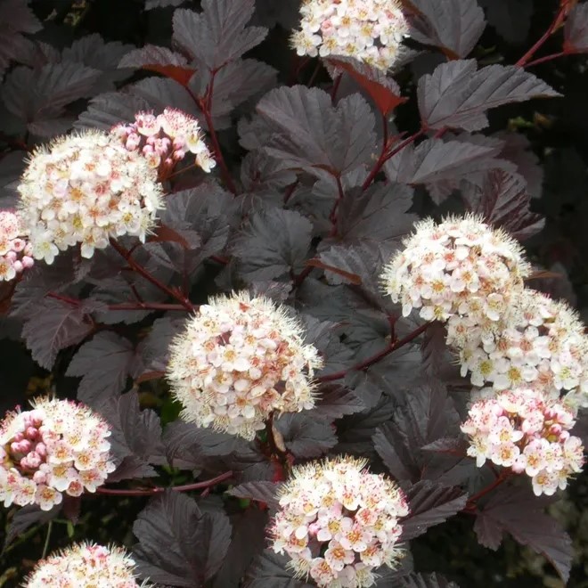 Physocarpus opulifolius Midnight