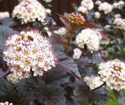 Physocarpus opulifolius Red Baron