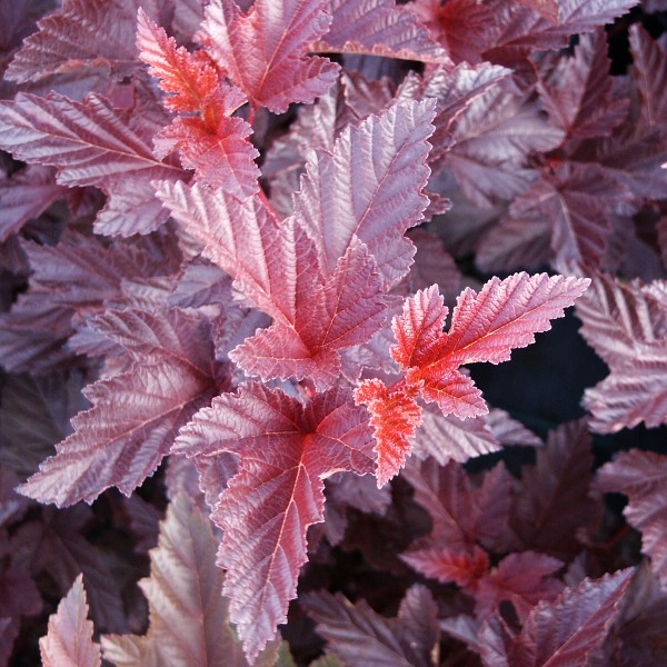 Physocarpus opulifolius Schuch