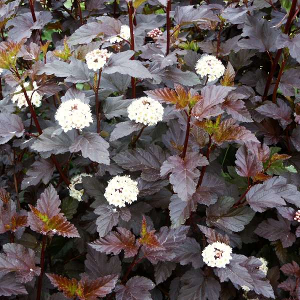 Physocarpus opulifolius Diabolo