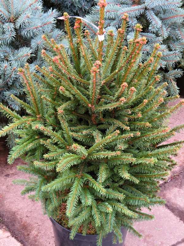 Picea abies Compacta