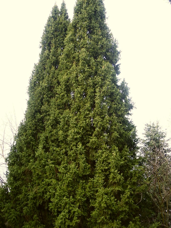 Picea abies Cupressina