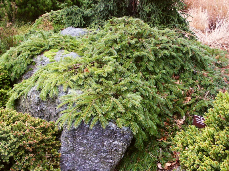 Ель обыкновенная Петра (Picea abies Petra) купить саженцы в Москве по низкой цен