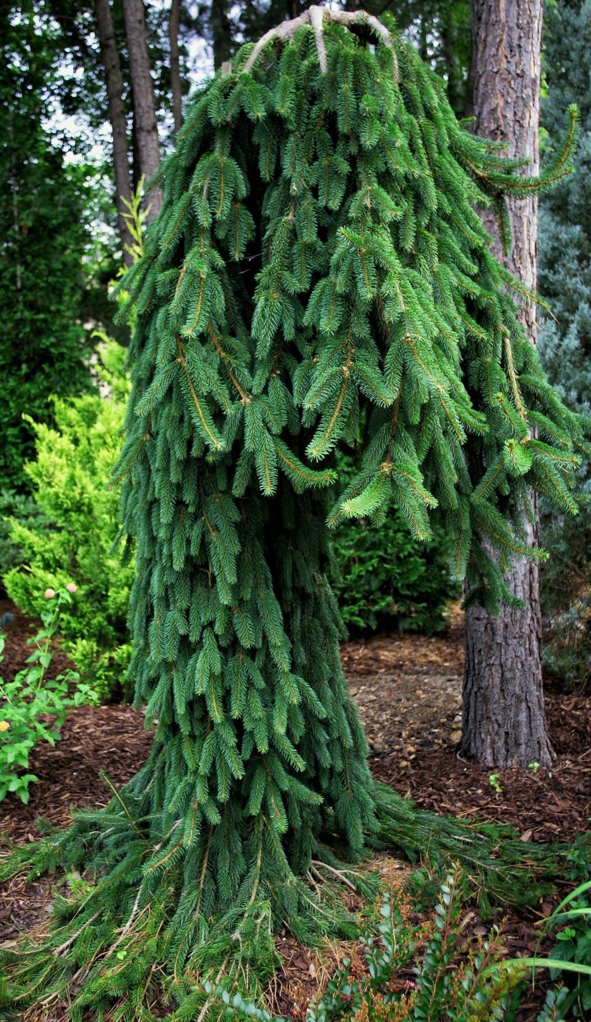 Picea abies Frohburg