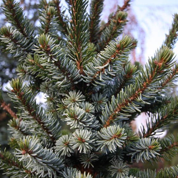 Picea omorika De Ruyter
