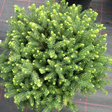 Picea omorika Karel