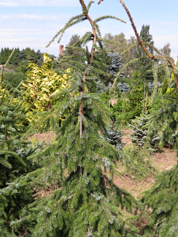 Picea abies 'Cobra' Weeping Creeping Norway Spruce Evergreen garden, Picea abies