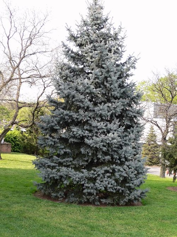 Picea pungens Hoopsii