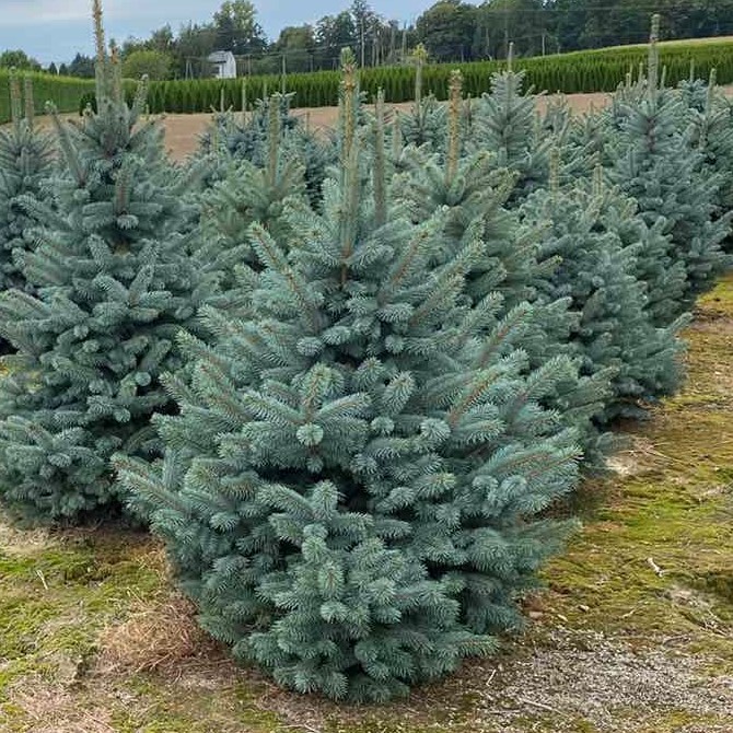 Picea pungens Kaibab