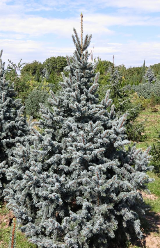 Picea pungens Retroflexa