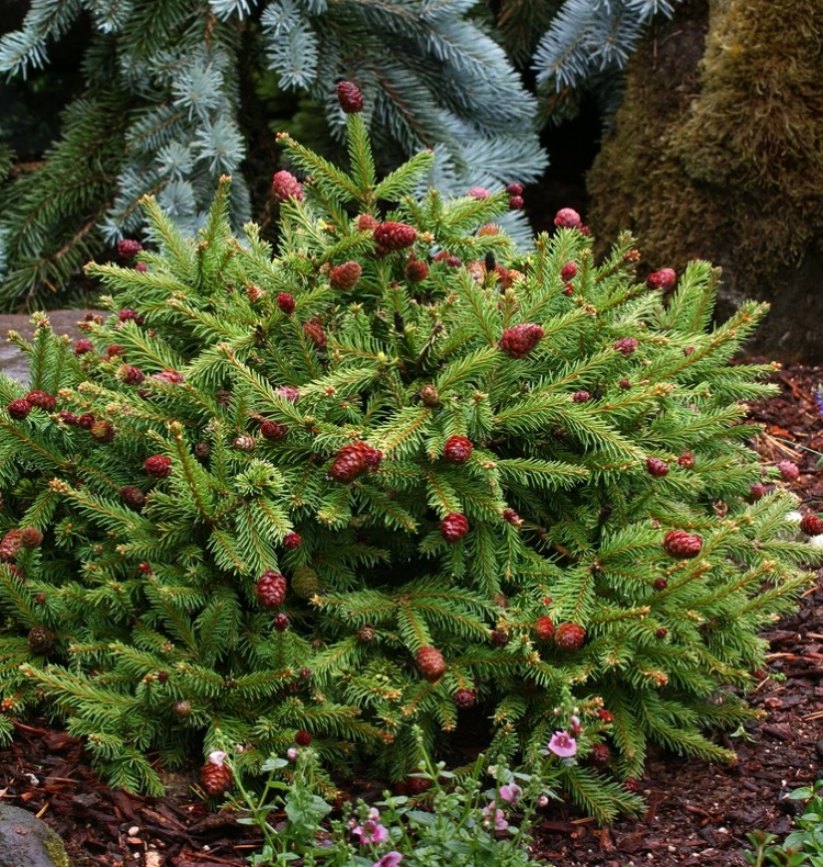 Picea abies Acrocona Pusch