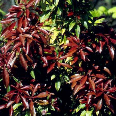 Pieris japonica Mountain Fire