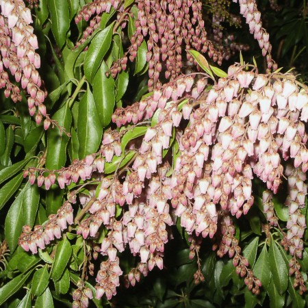 Pieris japonica Rosalinda
