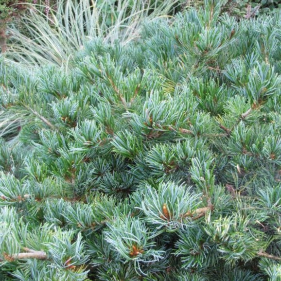 Pinus parviflora Kokuho