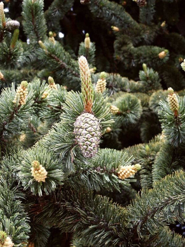 Pinus aristata