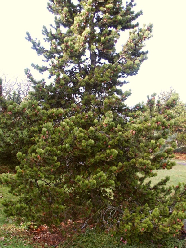 Pinus contorta var. murrayana