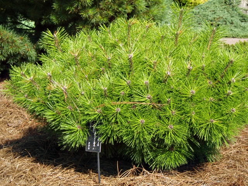 Pinus densiflora Jane Kluis