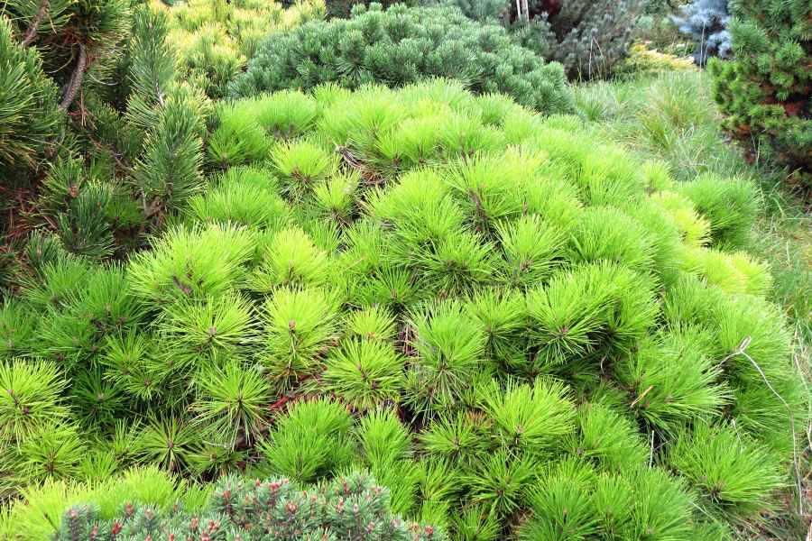 Pinus densiflora Low Glow