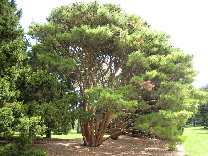 Pinus densiflora Umbraculifera (Tagiosho Compacta)