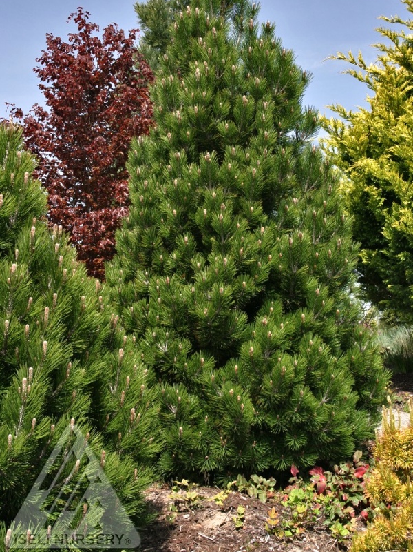 Pinus leucodermis Compact Gem