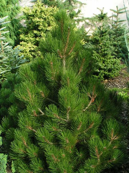 Pinus leucodermis Malinki