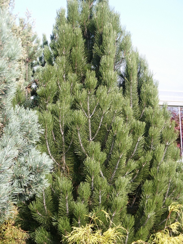 Pinus heldreichii Satellit