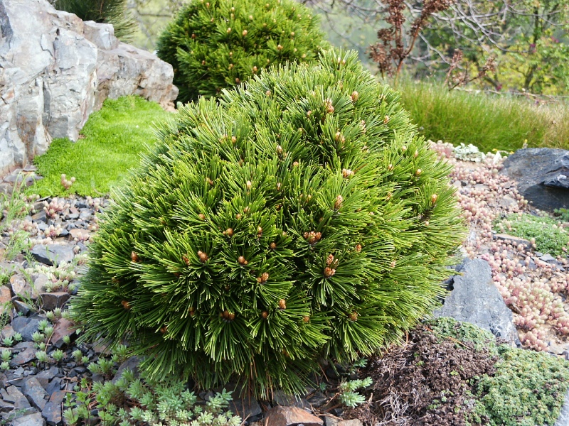 Pinus leucodermis Smidtii