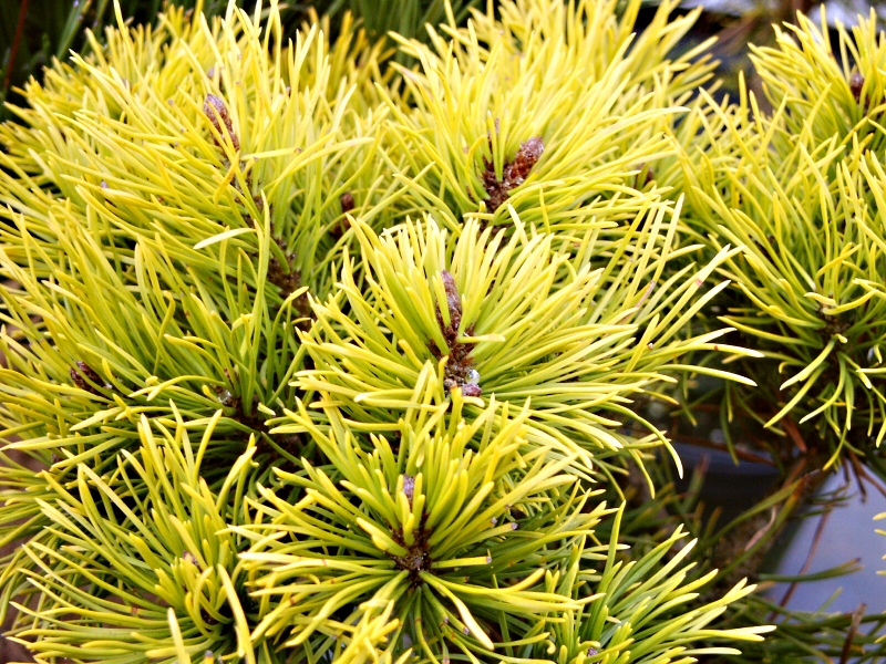 Pinus mugo Carsten´s Wintergold