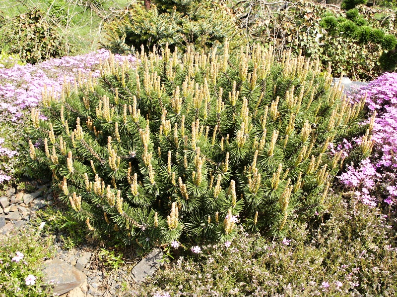 Pinus mugo Humpy