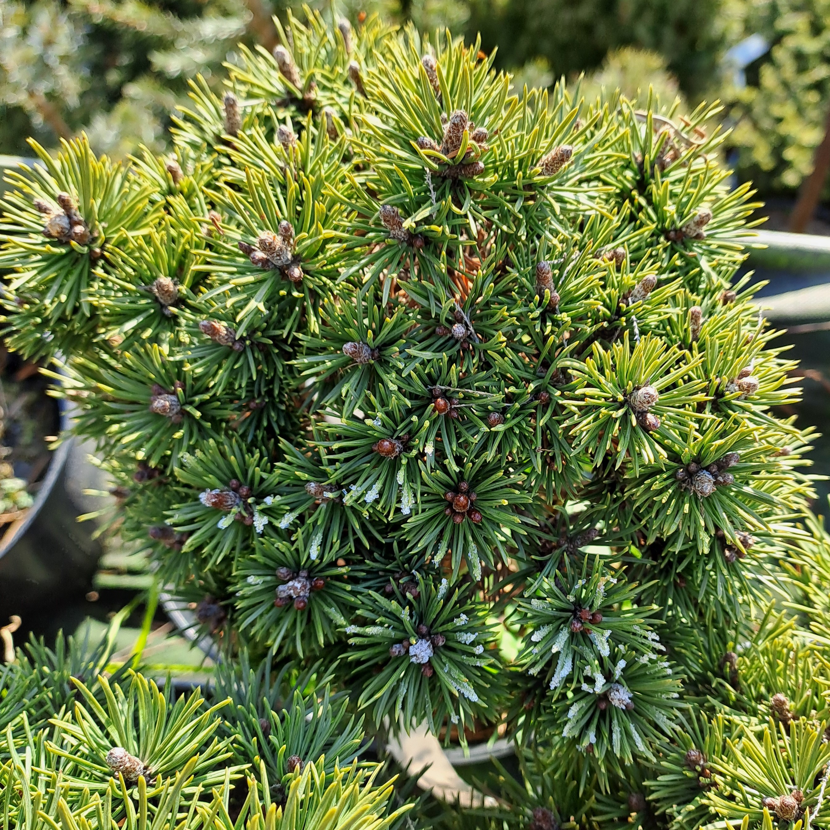 Pinus mugo Mops Bášť