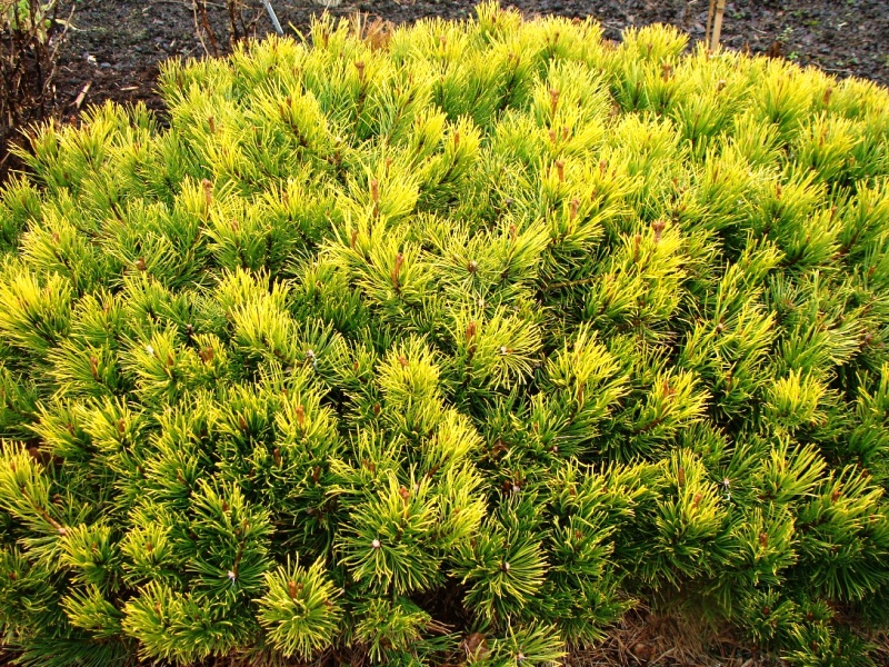 Pinus mugo Ophir