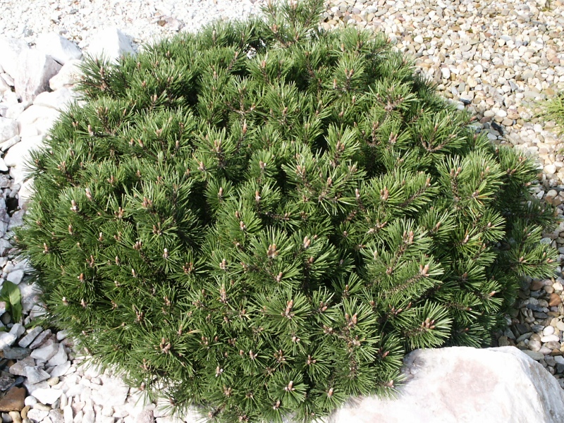 Pinus mugo ssp. pumilio