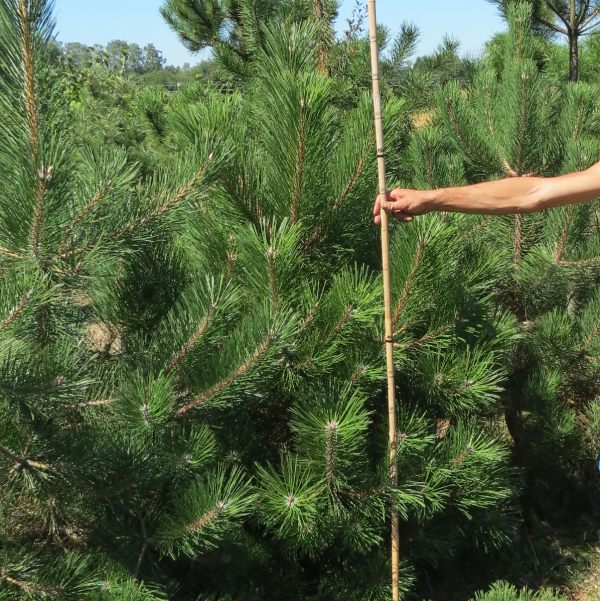 Pinus nigra austriaca