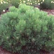 Pinus nigra Black Prince