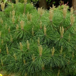 Pinus nigra Brepo