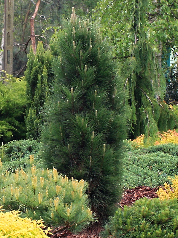 Pinus nigra Green Tower