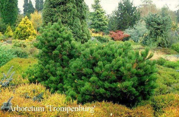 Pinus nigra Hornibrookiana