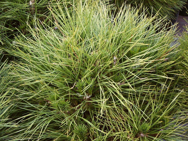 Pinus nigra Spilberg ( syn. Würstle )