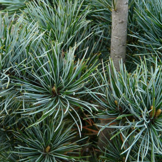 Pinus parviflora Negishi